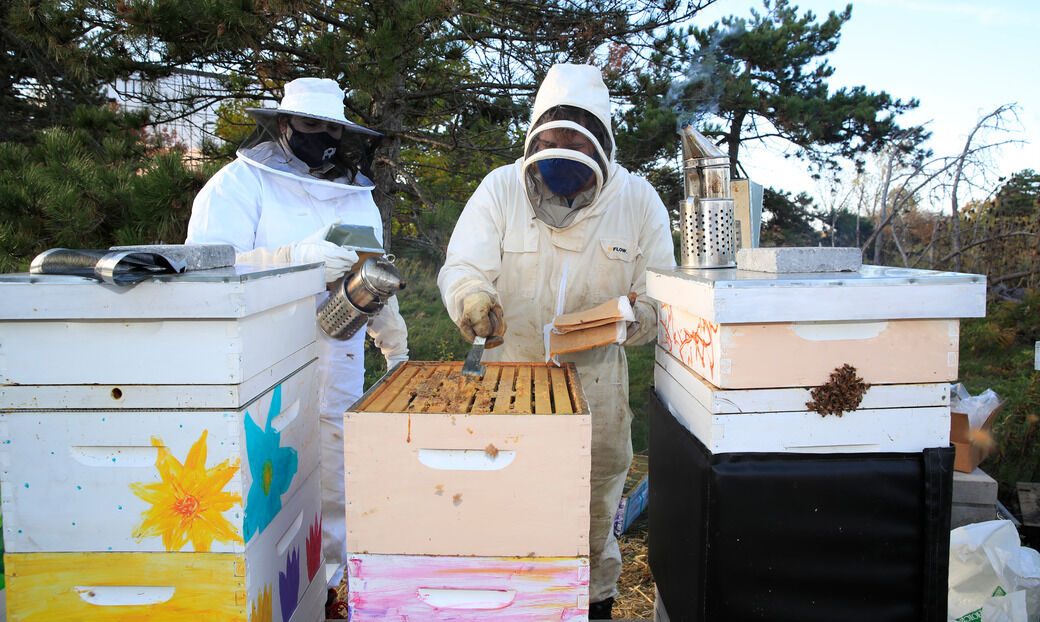UB bee hives